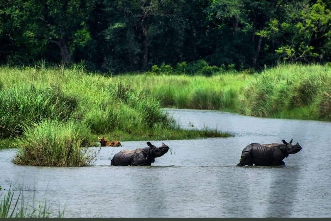Kaziranga Rhino