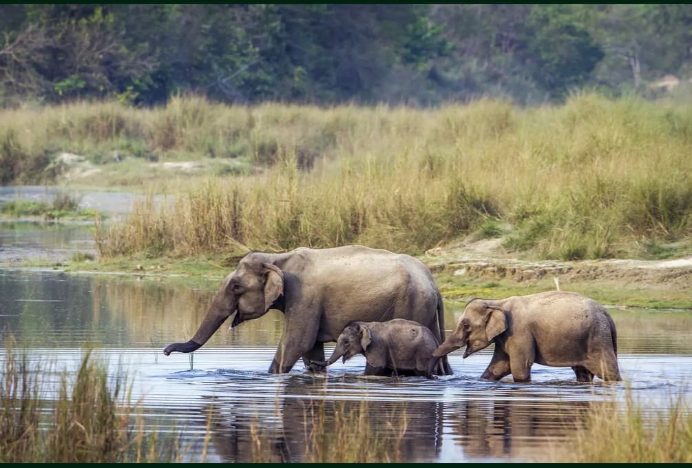 Kaziranga Wildlife