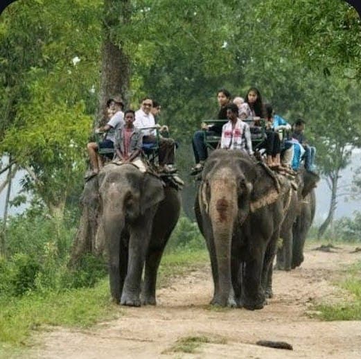 Kaziranga