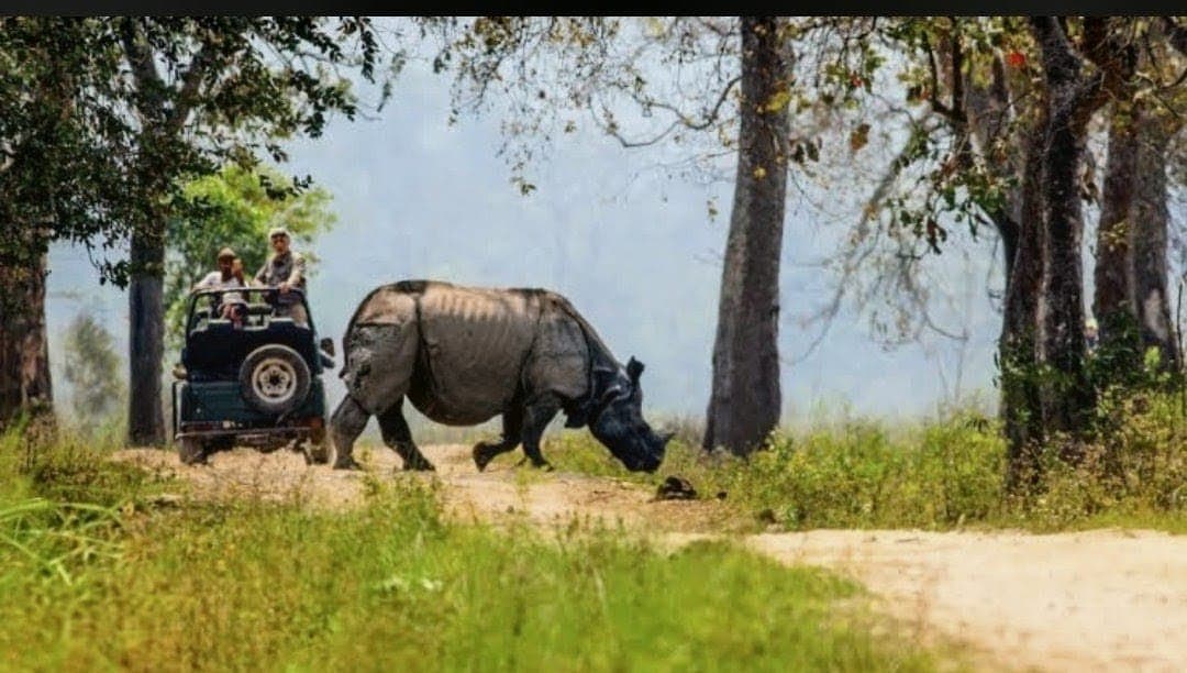 Kaziranga