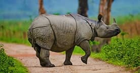 Kaziranga Rhino