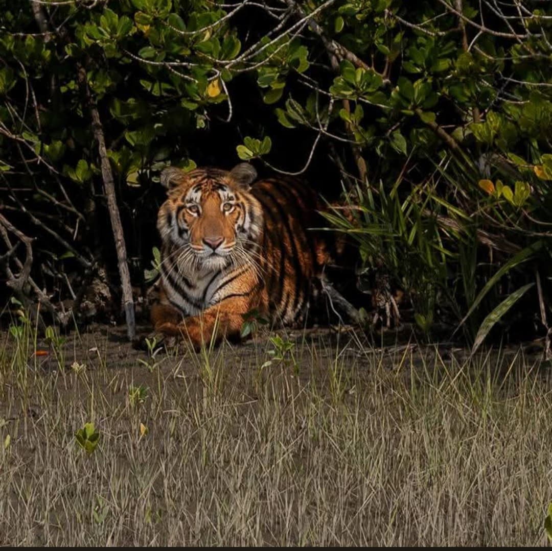 Kaziranga National Park