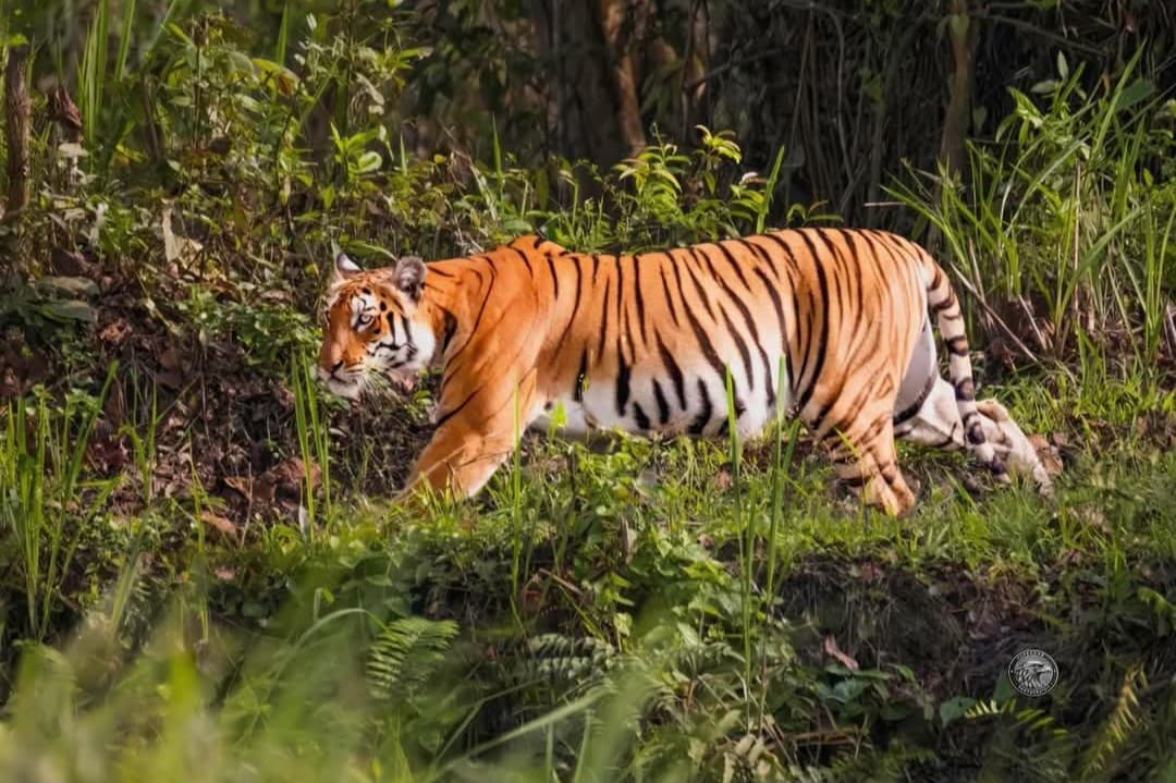 Kaziranga National Park