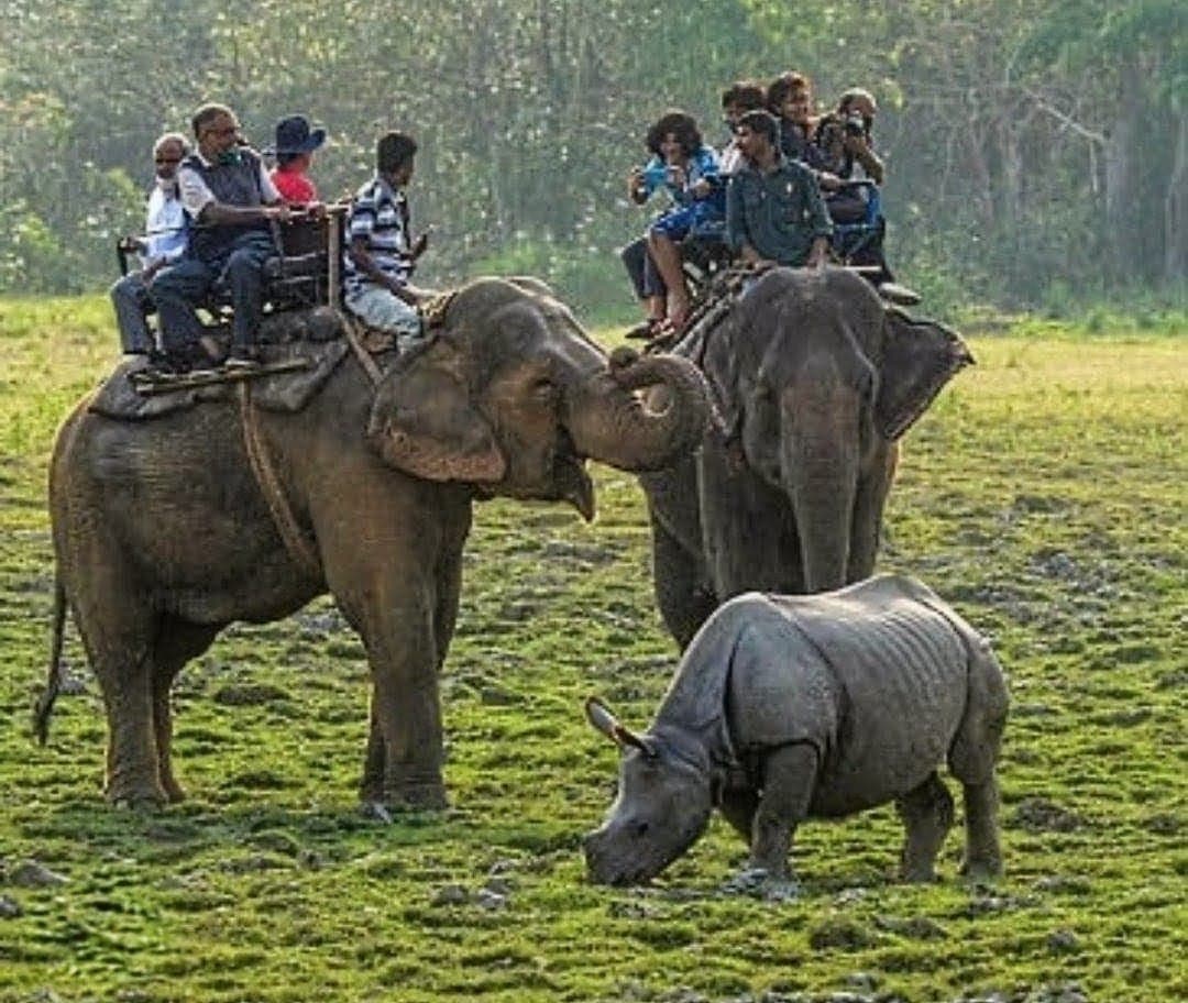 Kaziranga National Park